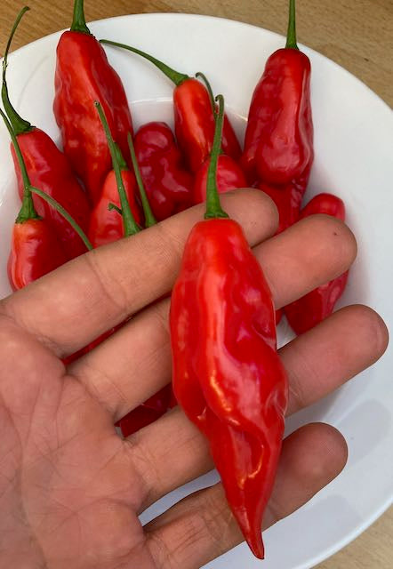 Hot Paper Lantern Pepper